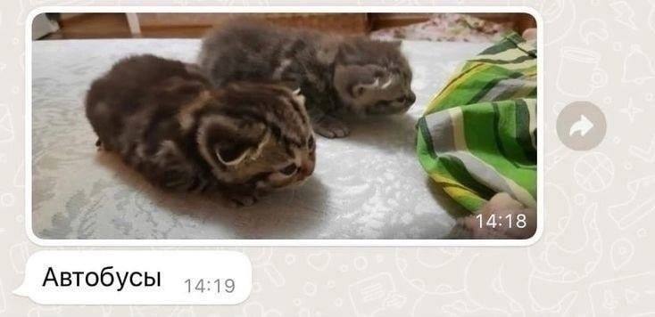 Смешные коты. Похожи на автобусы