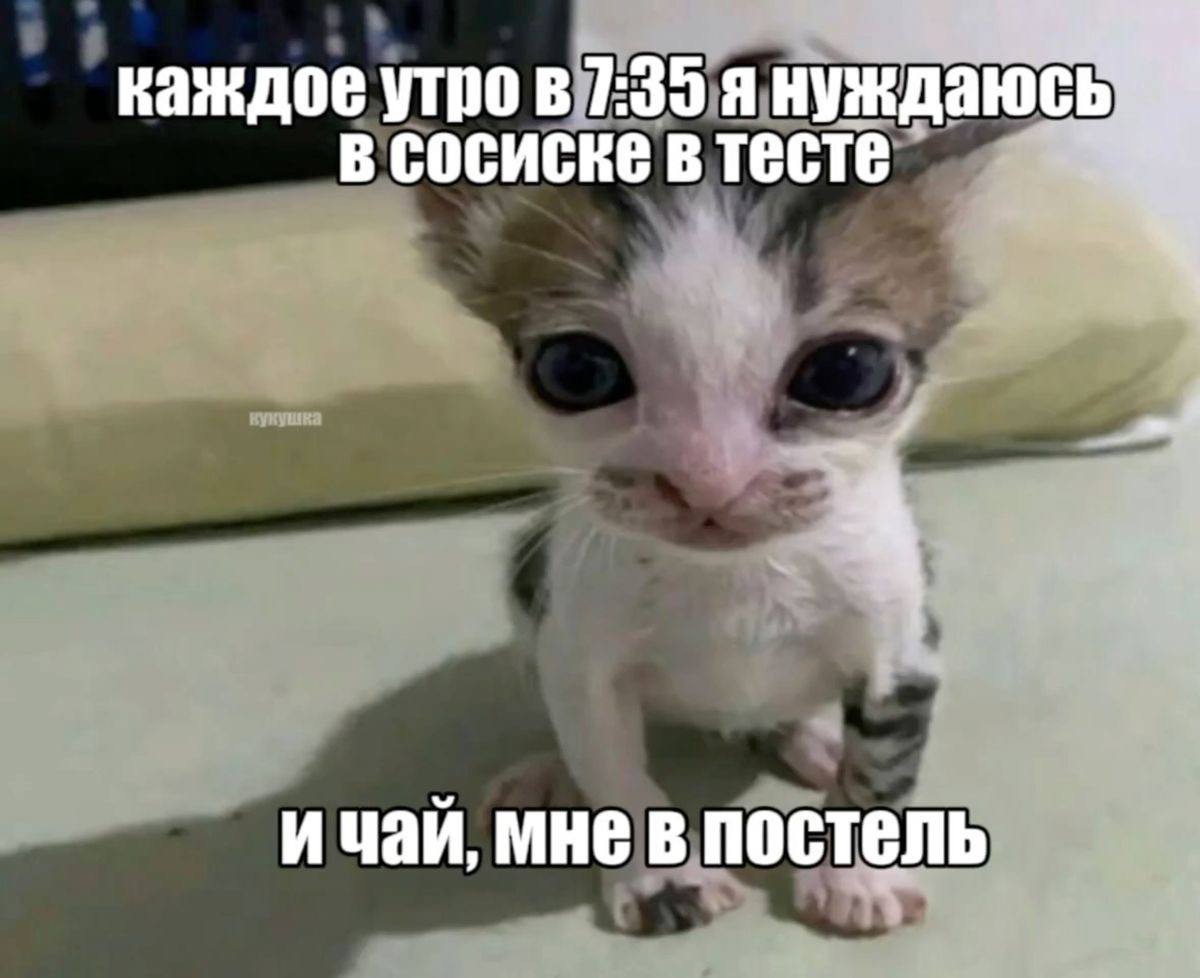 Котик рассказывает о своих простых кошачьих желаниях.